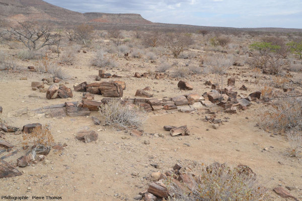 Vue depuis un sentier montrant l'abondance des fragments de troncs silicifiés jonchant la steppe arborée du Petrified Forest National Monument, Namibie