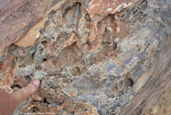 Vue sur une cavité géodique visible au milieu du tronc de la figure précédente, Namibie