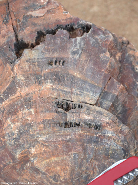 Vue de détail d'une coupe transversale d'un tronc silicifié, Petrified Forest National Monument, Damaraland (Namibie)