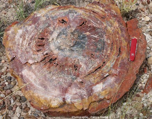 Section d'un tronc silicifié, Petrified Forest National Park, Arizona (USA)