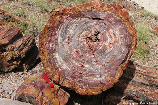Vue d'ensemble d'une coupe transversale d'un tronc silicifié, Petrified Forest National Park, Arizona (USA)