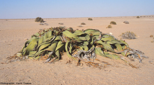 Welwitschia mirabilis au milieu du désert namibien