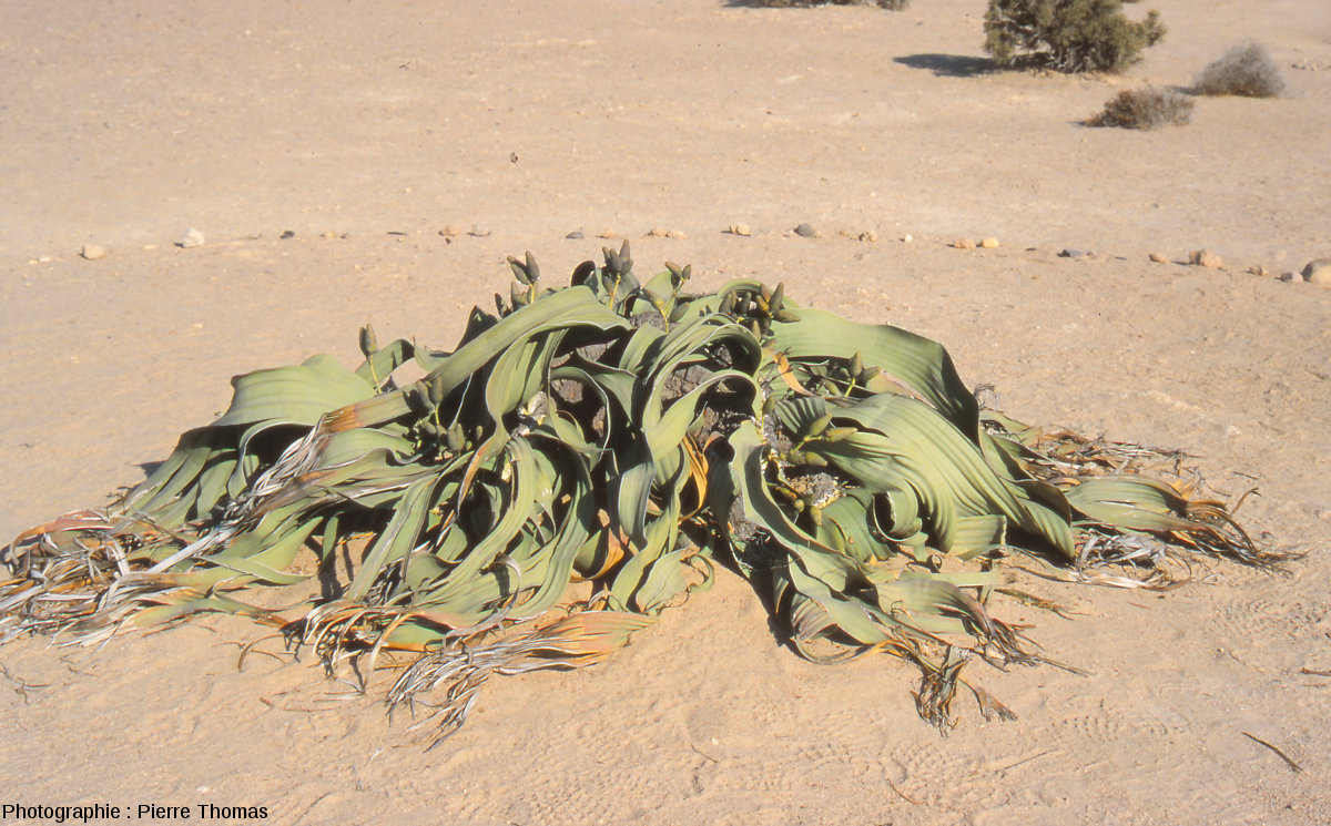 Welwitschia Mirabilis 1 x extrêmement rare Graines endémique à la Namibie Seul le vendeur
