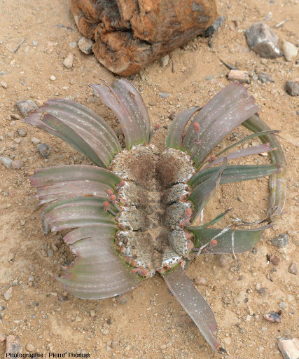 Détail de la zone de croissance d'un plant de Welwitschia mirabilis