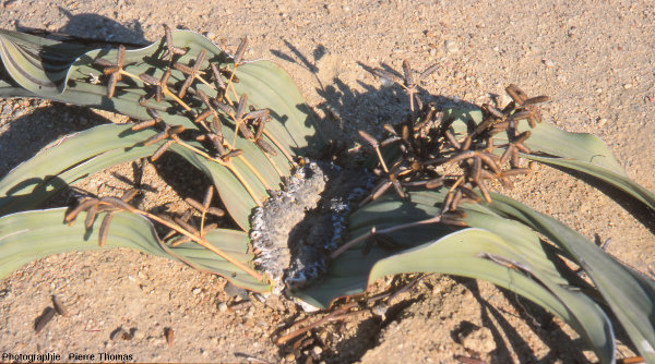 Vue globale d'un pied mâle de Welwitschia mirabilis avec des strobiles mâles