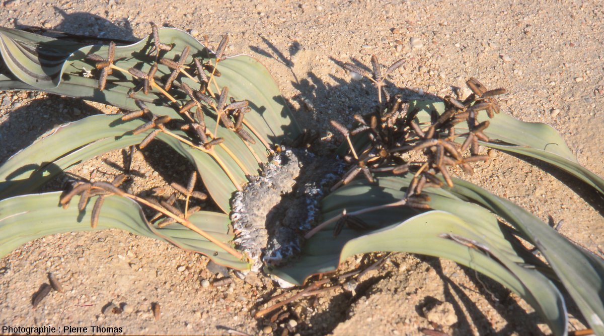 Welwitschia Mirabilis 1 x extrêmement rare Graines endémique à la Namibie Seul le vendeur