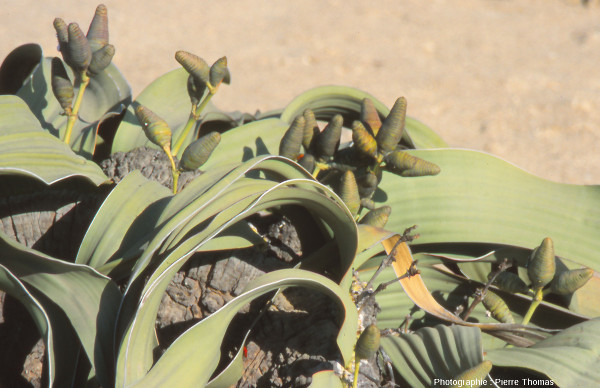 Détail sur des strobiles femelles de Welwitschia mirabilis