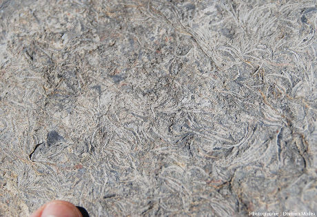 Zoom sur une dalle de calcaire du Désert de Platé particulièrement riche en discocyclines, foraminifère macroscopique caractéristique du Paléocène et de l'Éocène