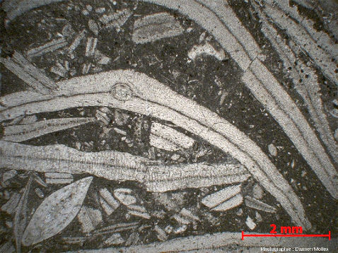 Lame mince de calcaire à discocyclines échantillonné sur le Désert de Platé (Haute Savoie)