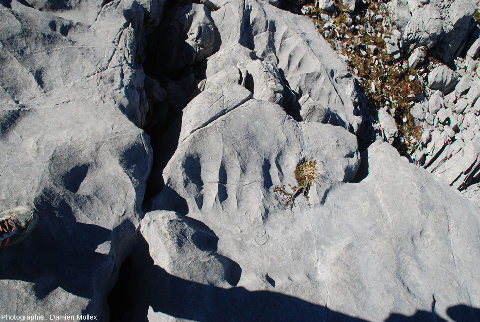 Restes fossiles dans le calcaire du Désert de Platé, restes difficiles à identifier à cette échelle