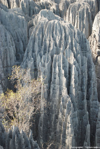 Zoom sur les sculptures karstiques affutées et les canyons des Tsingy de Bemaraha (Madagascar)