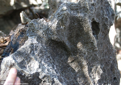 Admirer le paysage de ces Tsingy de Bemaraha (Madagascar) ne dispense pas de regarder les roches... à coraux fossiles