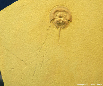 Limule fossile du Jurassique et trace qu'elle a laissée derrière elle avant de mourir et de fossiliser, MUJA (Espagne)