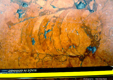 Fossile de phragmocône isolé de bélemnite, sur une dalle polie du niveau 0 du centre commercial de la Part-Dieu à Lyon