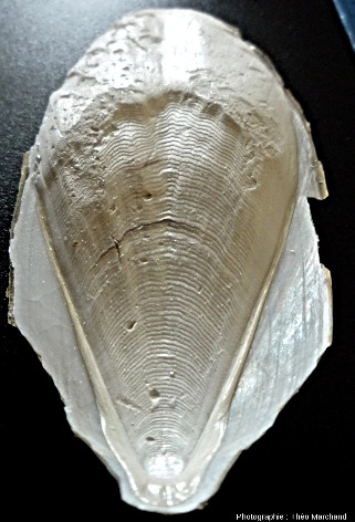 Un phragmocône actuel et facile à trouver : l'os de seiche (vue ventrale, postérieure)