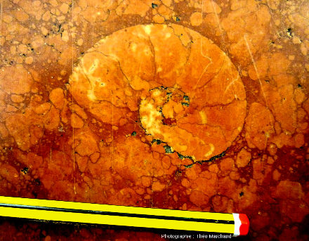Exemple de phragmocône d'ammonite, dans les dalles du niveau 0 du centre commercial de la Part-Dieu (Lyon)