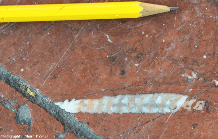 Un autre fossile d'orthocère, parvis de la Part Dieu (Lyon)