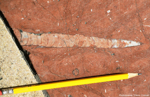 Un autre fossile d'orthocère, parvis de la Part Dieu (Lyon)