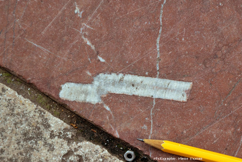 Détail de la coupe longitudinale d'un fragment de tige de crinoïde de 8 cm de long et 13 mm de large