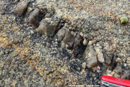 Détail d'un filon de pegmatite extrêmement étroit recoupant un granite, environs de Roscoff, Finistère
