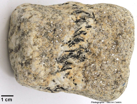 Galet de leucogranite échantillonné sur une plage de Roscoff (Finistère) et traversé par un filon de pegmatite à tourmaline