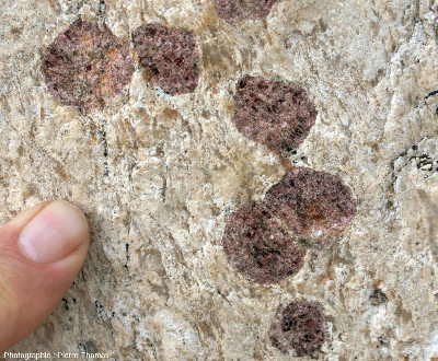 Gros plans sur quelques grenats automorphes centimétriques dans un gneiss leptynitique en “enclave” dans le granite du Velay, Péreyres, Ardèche