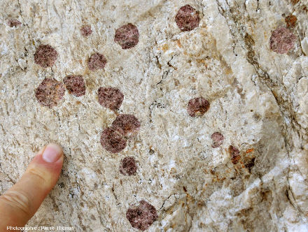 Gros plans sur quelques grenats automorphes centimétriques dans un gneiss leptynitique en “enclave” dans le granite du Velay, Péreyres, Ardèche
