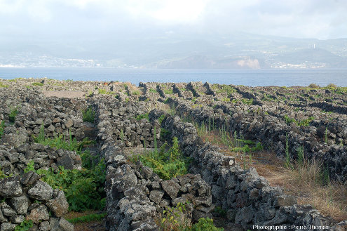 Paysage typique des vignes de la région de Criação Velha à l'Ouest de l'ile de Pico aux Açores, avec ses murs de pierres sèches, constitués de blocs de basalte