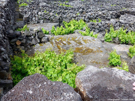 Détail du fond d'un currais (petits enclos bordés de mur de pierres sèches) totalement dépourvu de sol, ile de Pico, Açores