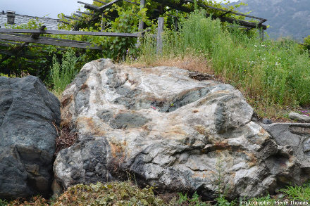 Gros bloc situé entre deux parcelles de vigne montrant comment un niveau basique (ancien dyke ou ancien sill de basalte intrusif dans des micaschistes hercyniens ?) peut être étiré, schistosé et boudiné par la tectonique, Vallée d'Aoste, Italie