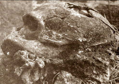 Photographie de 1908 montrant le crâne de l'Homme de la Chapelle-aux Saints seulement à moitié dégagé et encore pris dans sa gangue argilo-calcaro-sableuse
