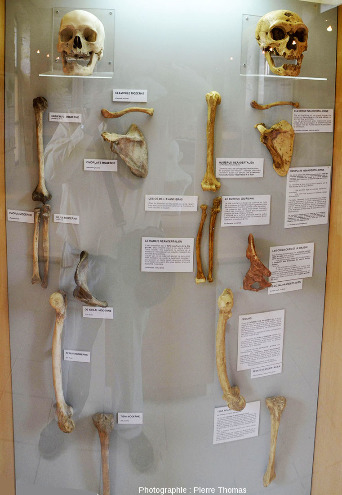 Vitrine montrant des moulages de quelques os de Néandertalien (à droite), os parfaitement conservés provenant soit de la Chapelle-aux-Saints soit d'autres sites), mis en vis-à-vis des mêmes os d'un homme moderne (à gauche)