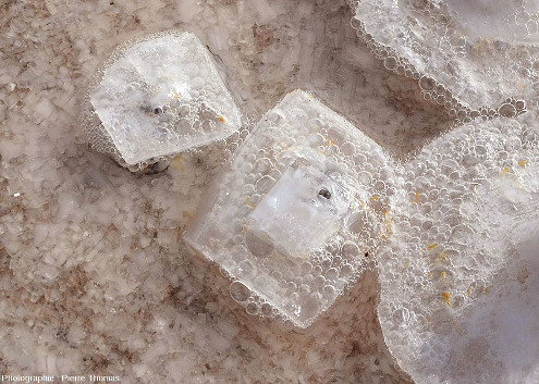 Cristallisations de halite mettant bien en évidence leur morphologie cubique, et bulles de gaz flottant sur l'eau ou coincées sous les radeaux  de sel, étang du Lavalduc (Bouches du Rhône)