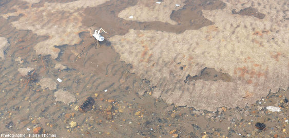 Vue rapprochée sur le fond de l'étang de Lavalduc dans son état du 17 septembre 2018