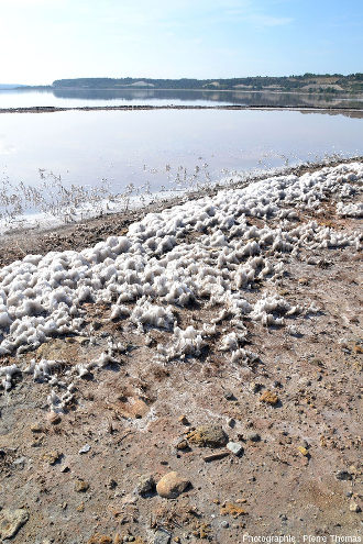 Vue sur des dépôts de sels exondés ayant cristallisé autour de tiges de “jonc”, étang du Lavalduc (Bouches du Rhône)