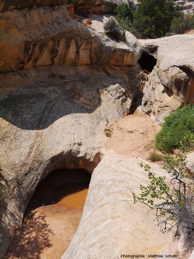 Trous d'eau temporaires assimilables à des marmites de géant (potholes), creusées dans les grès Navajo du Parc national de Capitol Reef, Utah (secteur de Cohab Canyon)