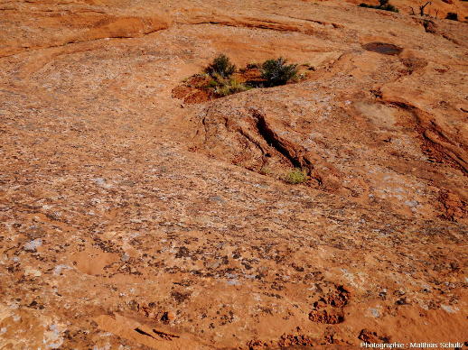 Waterpockets au sens strict à la surface des grès Navajo, dans le Parc national de Capitol Reef, Utah (secteur de Cassidy Arch)