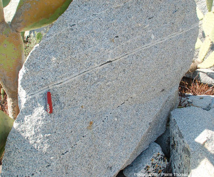 Bloc de granodiorite de la carrière de San Piero in Campo (ile d'Elbe, Italie) parcouru de filons aplo-pegmatitiques dont deux ont un cœur riche en tourmaline noire