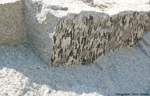 Autre plan à tourmalines orientées dans les carrières de granodiorite de San Piero in Campo (ile d'Elbe, Italie)