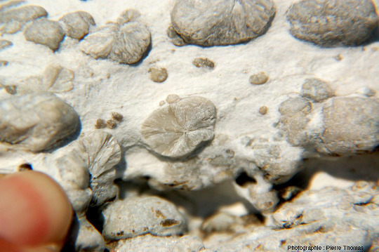 Sphérolites de wollastonite dans des marbres du Cap de Norsi, ile d'Elbe, Italie