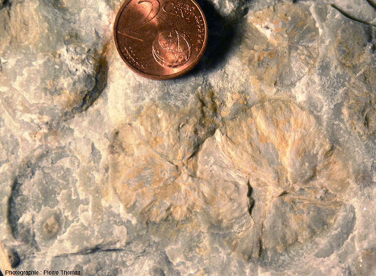Sphérolites de wollastonite de belle taille (jusqu'à 3 cm de diamètre) vus en coupe dans un galet de plage cassé