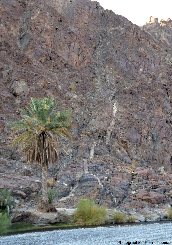 Gros filon de gabbro (plus large qu'un stipe de palmier) recoupant la harzburgite de la vallée du wadi Bani Kharus, Oman