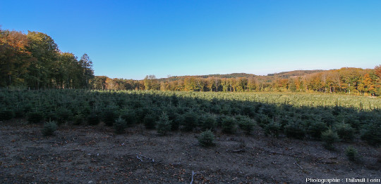 Plantation de "sapins de Noël" sur la commune de Gouloux (58)
