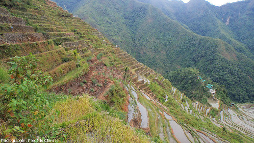 Rizières en terrasse établies sur des versants raides dans la région de Banaue (Philippines)