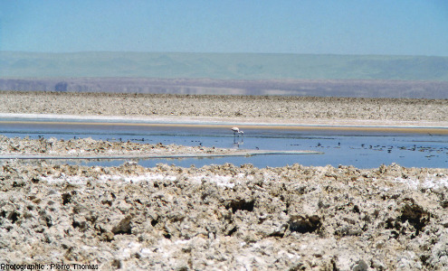 Croutes de sel, lac salé et flamants, salar d'Atacama (Chili)