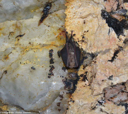 Chauve-souris accrochée à la limite entre un quartz et un feldspath pluri-décimétriques, pegmatite des Monts d'Ambazac (Haute-Vienne)