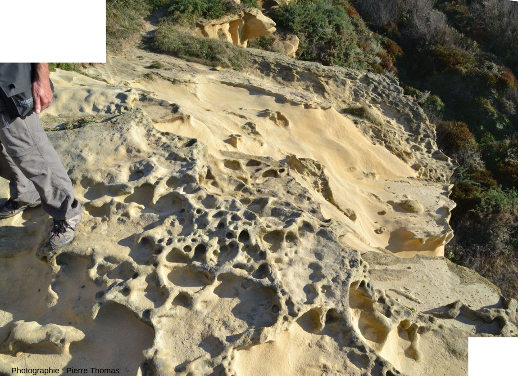 Vue d'ensemble de thalassinoïdes, ichnofossiles contenus dans des grès de l'Éocène inférieur du Jaizkibel, Pays basque espagnol