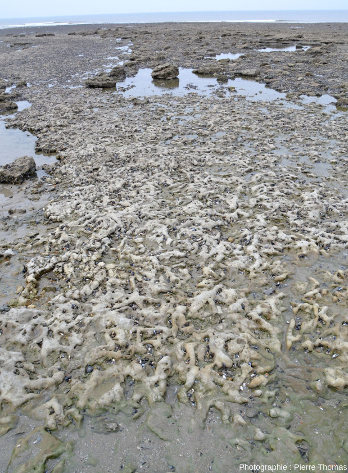 Vue d'ensemble d'une partie de l'estran au Sud de la Pointe aux Oies à marée basse, estran où affleurent des thalassinoïdes dégagés par l'érosion sur plusieurs centaines de mètres-carrés