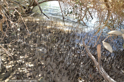Fond vaseux d'une mangrove du sultanat d'Oman, avec des pneumatophores en train de se faire recouvrir par la marée montante
