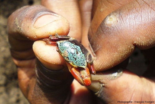 Gros plan sur un crabe rouge des mangroves de Mayotte